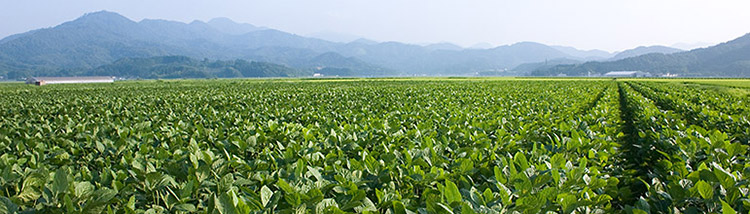 白山地区 だだちゃ豆畑