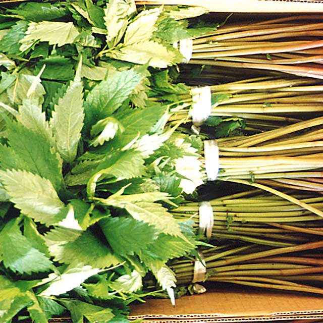 天然赤みず 5束(500g×5、5~6月お届け品) 天然赤みず 5束(500g×5、5~6月お届け品)
