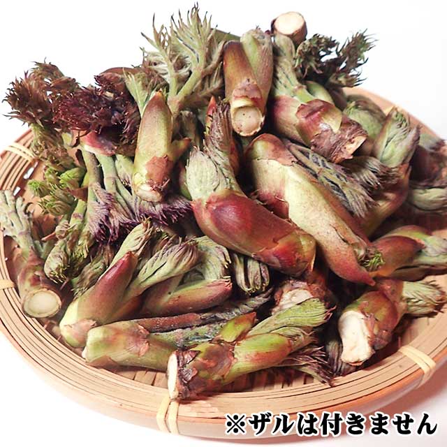 天然たらの芽(Sサイズ) 300g 天然たらの芽(Sサイズ) 300g