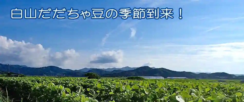 だだちゃ豆の季節到来