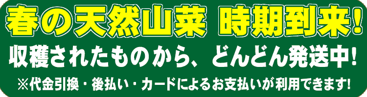 春の天然山菜　時機到来