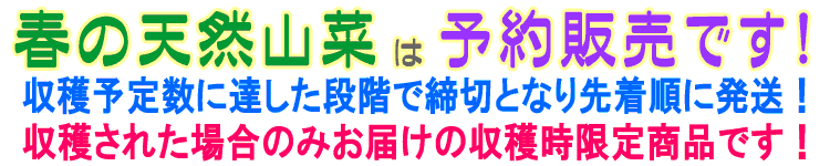 春の天然山菜は予約販売です
