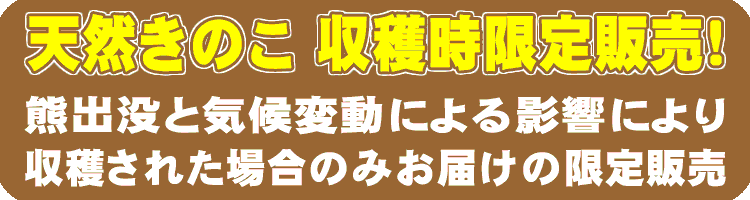 天然きのこ　収穫時限定販売