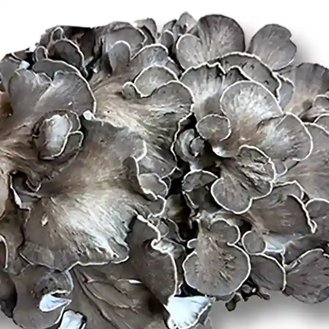 舞茸(準天然) 1Kg 舞茸(準天然) 1Kg