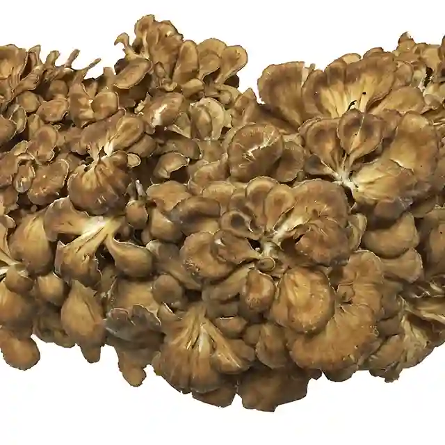 【天然舞茸】 3Kg