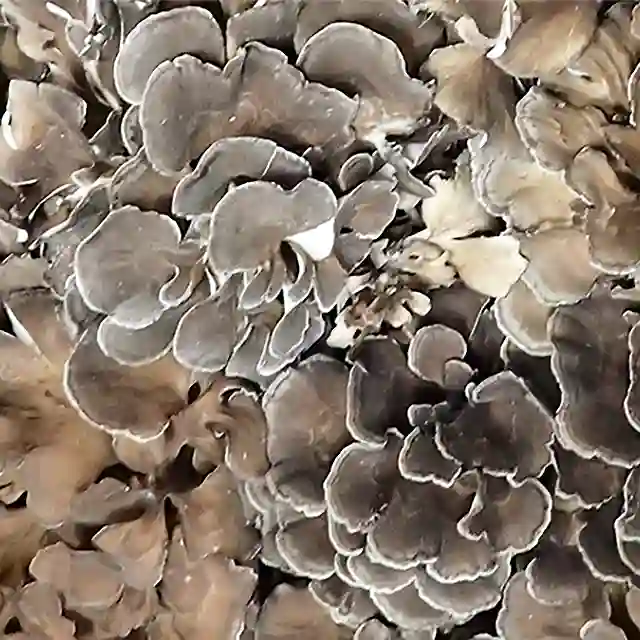 舞茸（準天然） 2Kg