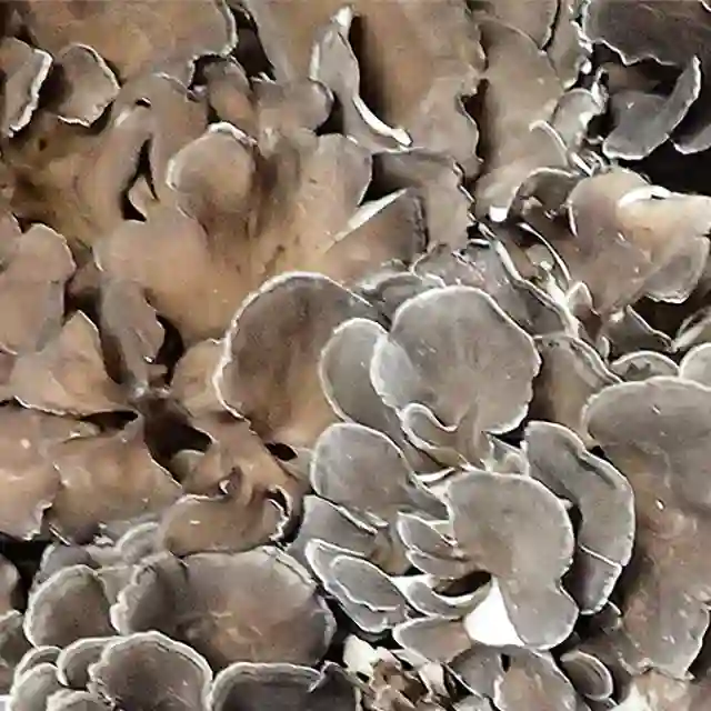 舞茸（準天然） 1.5Kg