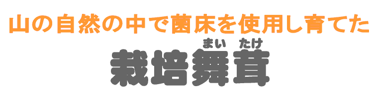 栽培舞茸