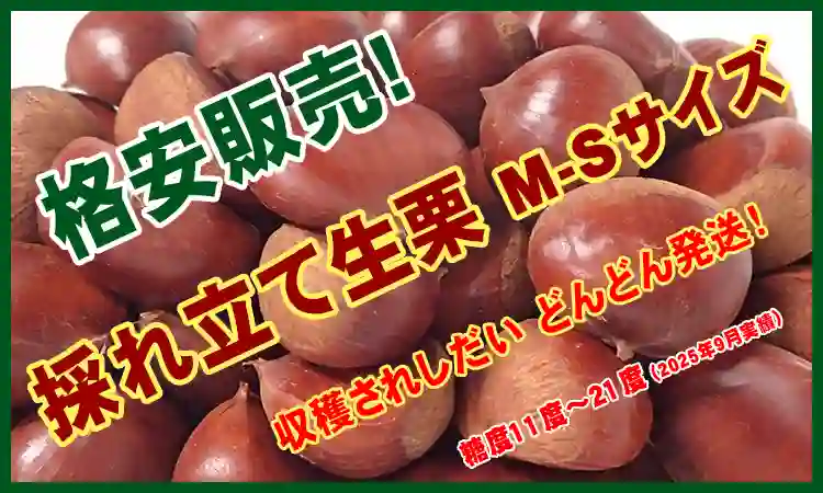 採れ立て生栗　M-S
