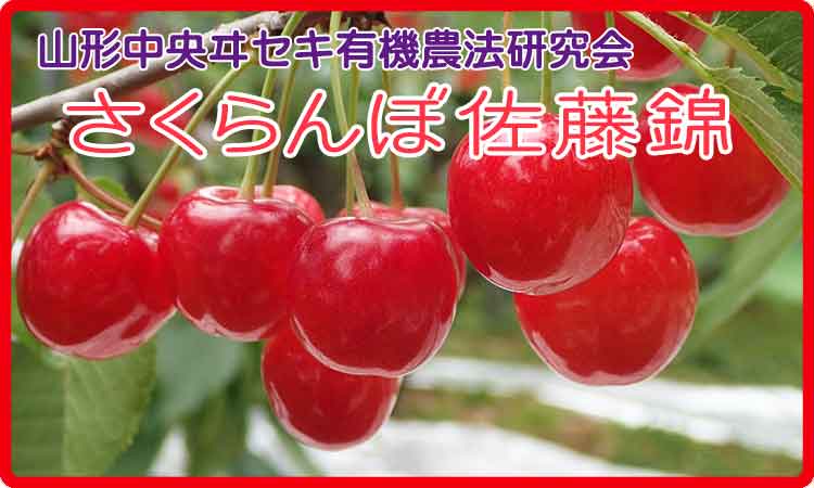 さくらんぼ佐藤錦 山形中央ヰセキ有機農法研究会