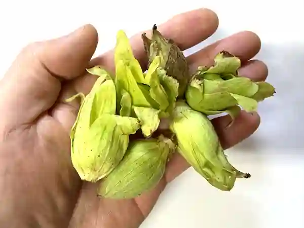 小粒な物も含まれます