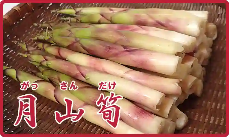 月山筍