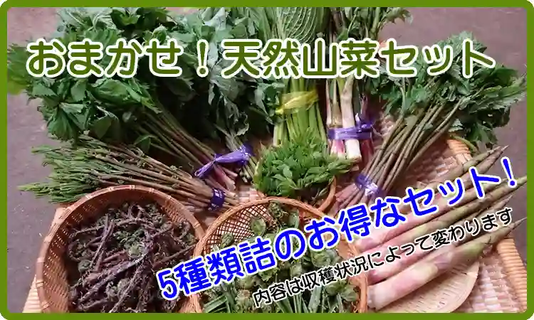 天然山菜セット