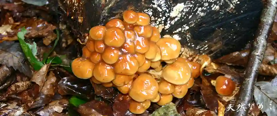 レビュー一覧 ｜山菜屋．com